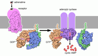 β-adrenergic receptors