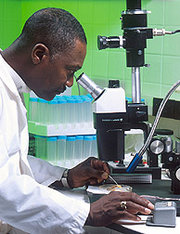 Scientist using a stereo microscope outfitted with a digital imaging pick-up