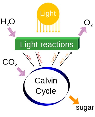 What does photosythesis mean