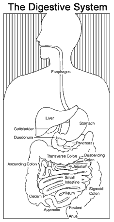parts of digestive system