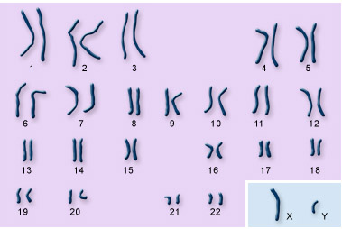 Human Chromosome