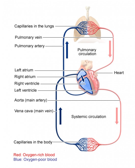path of blood through circulatory system