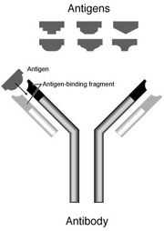 Schematic of antibody binding to an 