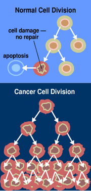 When normal cells are damaged or old they undergo ; cancer cells, however, avoid apoptosis.
