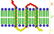 Transmembrane receptor:E=extracellular space; I=intracellular space; P=plasma membrane