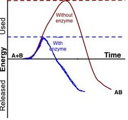 Figure 1: Diagram of a catalytic reaction, showing the energy needed at each stage of the reaction. The substrates (A and B) normally need a large amount of energy to reach the transition state, which then reacts to form the end product (AB). The enzyme forms a microenvironment in which A and B can reach the transition state more easily, reducing the amount of energy required. Since the lower energy state is easier to reach and therefore occurs more frequently, as a result the reaction is more likely to take place, thus improving the reaction speed.