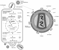 HIV replication