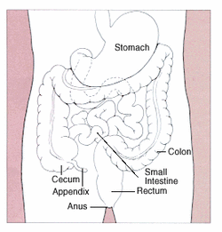 Diagram of the stomach, colon, and rectum