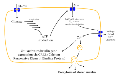 Mechanism of insulin release in normal pancreatic beta cells (ie, glucose dependence). Insulin production doesn't depend on blood glucose levels; insulin is stored pending release