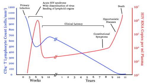 Graph showing HIV virus and CD4+ levels over the course of an untreated infection