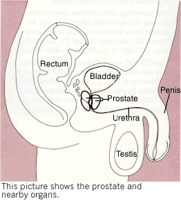 Image:Prostate.gif