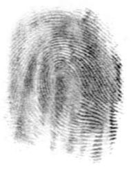 The fingerprint created by that friction ridge structure.