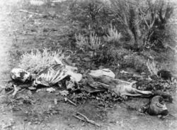 Forensic anthropologists can help identify skeletonized human remains, such as these found lying in scrub in Western Australia, circa 1900-1910.