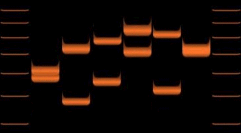 Variations of VNTR allele lengths in 6 individuals.