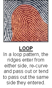 Example of a Loop Fingerprint pattern