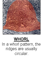 Example of a Whorl Fingerprint pattern