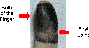 photo of fingerprint displaying the bulb and first joint