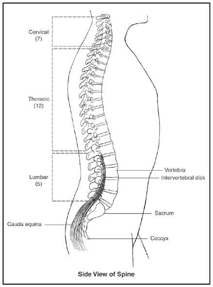 Side View of Spine