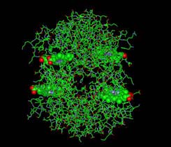 Hemoglobin subunit