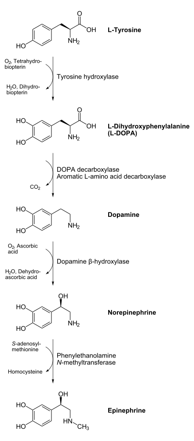 Epinephrine is synthesized from norepinephrine in a synthetic pathway shared by all catecholamines.