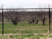 Fence with barbed wire on top