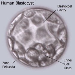 .  See also:[Blastocyst in utero (http://www.pbs.org/wgbh/nova/miracle/images/stem_blastocyst.jpg)]