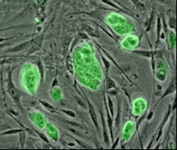 stem cells of a .