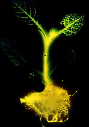 An iconic image of genetic engineering; this 1986 "autoluminograph" of a glowing transgenic  plant bearing the  gene of  strikingly demonstrates the power and potential of genetic manipulation.