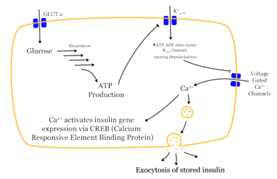 Mechanism of glucose dependent insulin release