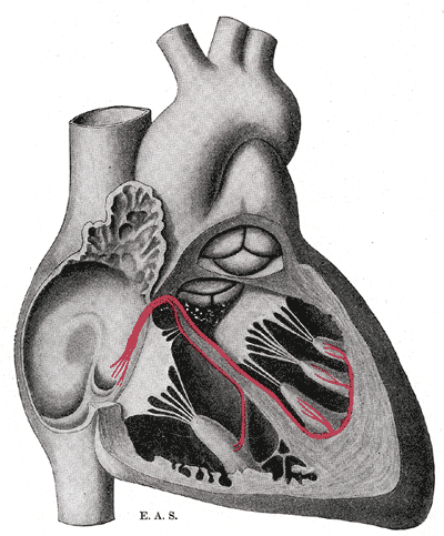 Heart cut away showing Bundle of His