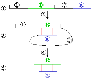 1. Preproinsulin (Leader, B chain, C chain, A chain); proinsulin consists of BCA, without L2. Spontaneous folding3. A and B chains linked by sulphide bonds4. Leader and C chain are cut off5. Insulin molecule remains