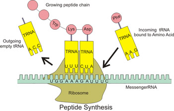 Peptide Synthesis