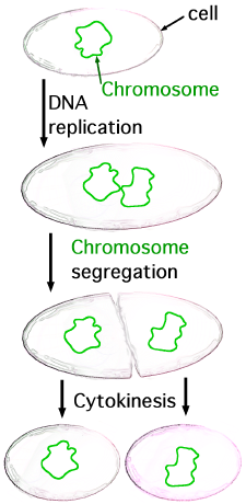 binary fission