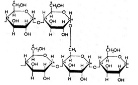 amylopectin 