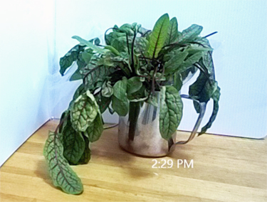 time lapse of plant capillary action