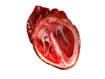 beating  heart computer  simulation