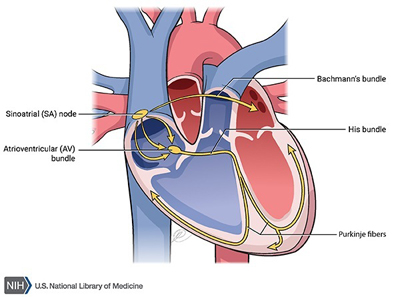 parts of heart showing chambers and valves