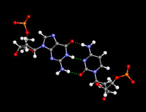 guanine-cytosine-hydrogen-bonds