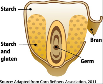 corn kernel showing gluten