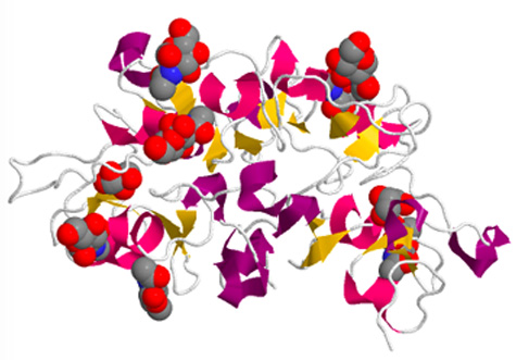 human galectin bound to galactose