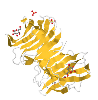 human galectin bound to galactose