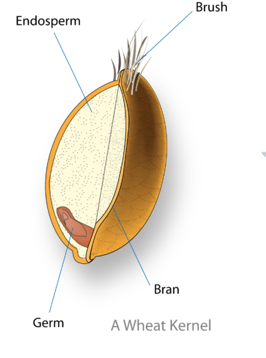 wheat kernel showing endosperm which contains gluten and starch
