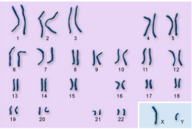 Human genome - Wikipedia