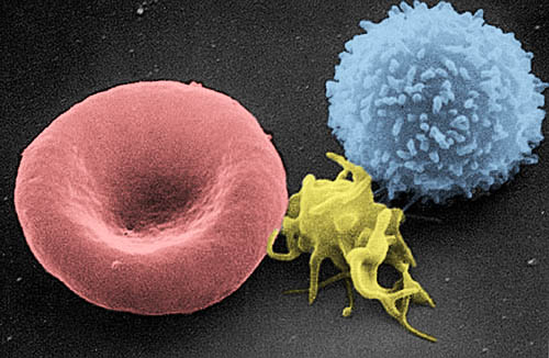 red blood cell next to platelet and white blood cell