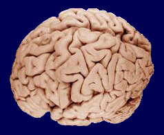 brain image