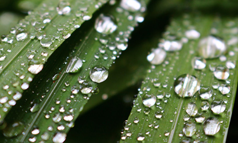 example of adhesion and cohesion of water to leave