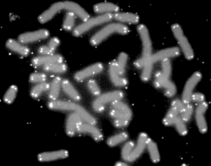 telomeres at end of chromosomes