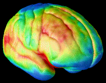 brain tissue changes in developing brain
